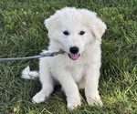 Small #4 Great Pyrenees