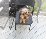 Small #2 Yorkshire Terrier