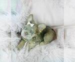 Small #10 French Bulldog