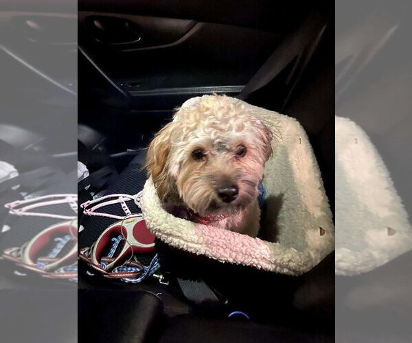 Medium Photo #4 Poovanese Puppy For Sale in Spring Lake, NJ, USA