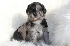 Small Photo #1 Goldendoodle Puppy For Sale in PAHRUMP, NV, USA