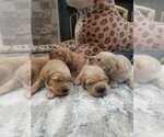 Small #8 English Cream Golden Retriever