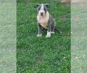 American Pit Bull Terrier Puppy for sale in HURT, VA, USA