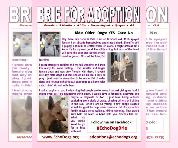 Medium Photo #2 - Mix Puppy For Sale in Hoffman Estates, IL, USA