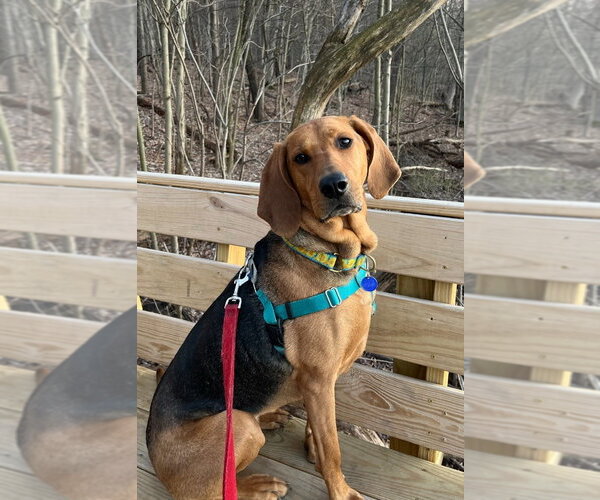 Medium Photo #1 Plott Hound Puppy For Sale in South Bend, IN, USA