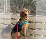 Small Plott Hound