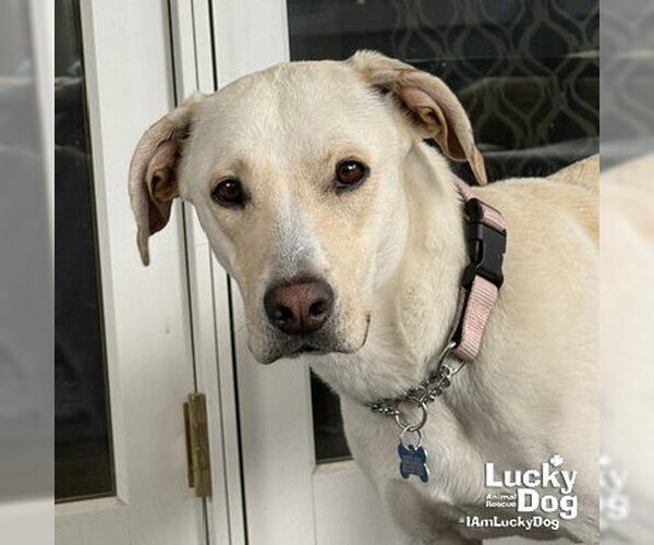 Medium Photo #9 Labrador Retriever-Unknown Mix Puppy For Sale in Washington, DC, USA