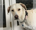 Small #8 Labrador Retriever Mix