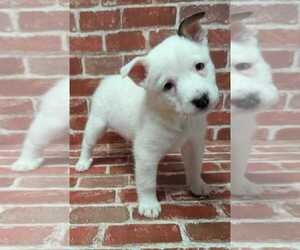 Mutt Dogs for adoption in Lakewood, CO, USA