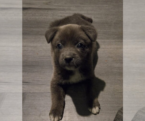Medium Photo #1 Chihuahua-Unknown Mix Puppy For Sale in Plainfield, IL, USA