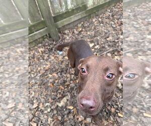 Gladys - Female Chocolate Labrador retriever-Unknown Mix Dog for Adoption - Photo #2