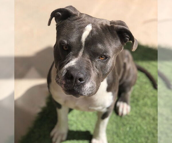 Medium Photo #4 American Staffordshire Terrier-Unknown Mix Puppy For Sale in phoenix, AZ, USA