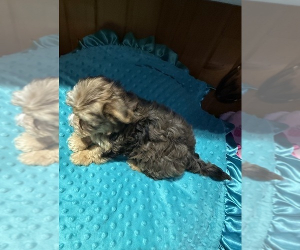 Medium Photo #5 Yorkshire Terrier Puppy For Sale in ALVORD, IA, USA