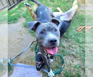 American Pit Bull Terrier Dogs for adoption in Long Beach, CA, USA