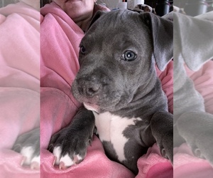 American Pit Bull Terrier Puppy for sale in FORT WORTH, TX, USA