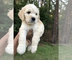 Small Photo #10 Goldendoodle Puppy For Sale in PINEHURST, NC, USA