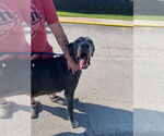 Small Great Dane