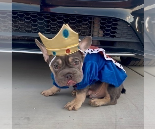 Medium Photo #10 French Bulldog Puppy For Sale in CORPUS CHRISTI, TX, USA