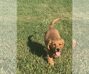 Golden Retriever Puppy for sale in FORT RECOVERY, OH, USA