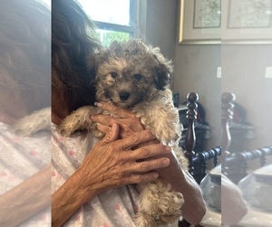 Maltipoo (Toy) Puppy for sale in PUNTA GORDA, FL, USA