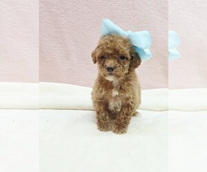 Poodle (Miniature) Puppy for sale in TAYLOR, TX, USA
