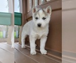 Small Photo #7 Siberian Husky Puppy For Sale in FLORA, IL, USA