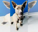 Small Texas Heeler Mix