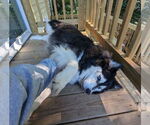 Small #2 Siberian Husky Mix