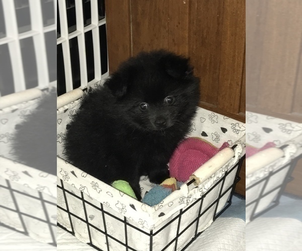 Medium Photo #2 Pomeranian Puppy For Sale in OLYMPIA, WA, USA