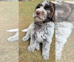 Small #3 Lagotto Romagnolo