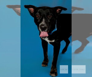 Labrador Retriever-Unknown Mix Dogs for adoption in The Woodlands, TX, USA