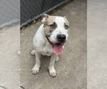 Small #4 American Pit Bull Terrier Mix