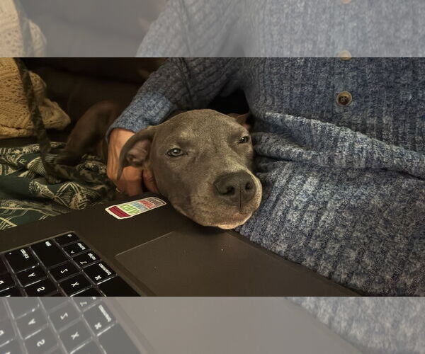 Medium Photo #7 American Pit Bull Terrier Puppy For Sale in Duluth, MN, USA