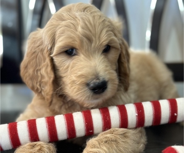 Medium Photo #3 Goldendoodle Puppy For Sale in DAWSONVILLE, GA, USA