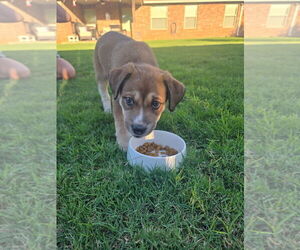 Maple - Female Border Collie-Unknown Mix Dog for Adoption - Photo #4