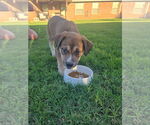 Small Photo #4 Border Collie-Unknown Mix Puppy For Sale in OKLAHOMA CITY, OK, USA