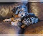 Small Photo #46 Yorkshire Terrier Puppy For Sale in MANES, MO, USA
