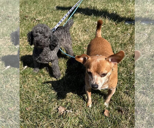 Medium Photo #4 Chihuahua-Unknown Mix Puppy For Sale in Germantown, OH, USA