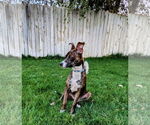 Small #9 Mutt