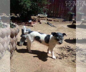 GoGo - Female Mutt Dog for Adoption - Photo #5