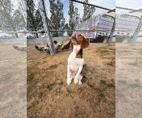 Medium Photo #2 Beagle Puppy For Sale in Apple Valley, CA, USA
