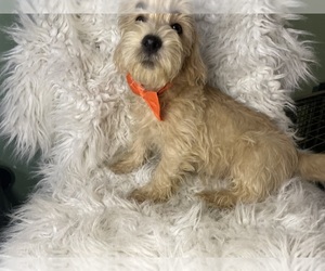 Poodle (Toy)-West Highland White Terrier Mix Puppy for Sale in BEECH GROVE, Indiana USA