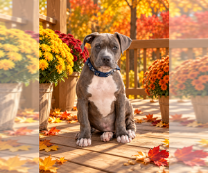 Mutt Dogs for adoption in MIDWAY, UT, USA