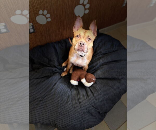 Medium Photo #1 American Pit Bull Terrier-Unknown Mix Puppy For Sale in Virginia Beach, VA, USA