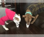Small #2 American Pit Bull Terrier Mix
