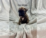 Puppy Puppy 7 Boxer