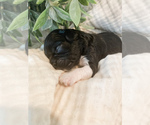 Small Photo #30 Cavapoo Puppy For Sale in MARQUAND, MO, USA