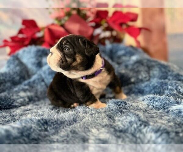Medium Photo #8 English Bulldog Puppy For Sale in OOLOGAH, OK, USA