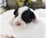 Small #9 Cavapoo