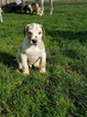 Small Photo #10 Great Dane Puppy For Sale in BOISTFORT, WA, USA